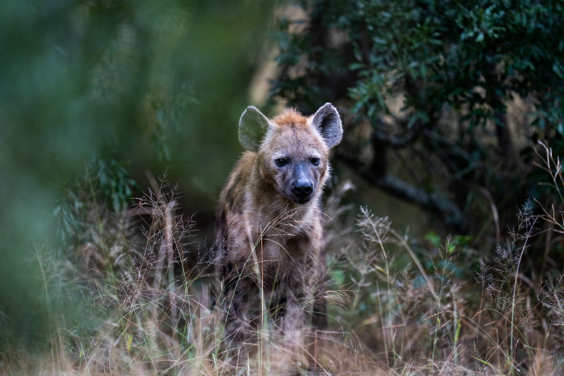 Silvan-safari-hyena-kruger-sabi-sand A young hyena peers through the tall grass, blending into Kruger’s autumn bush as the best time to visit Kruger shifts with the seasons.