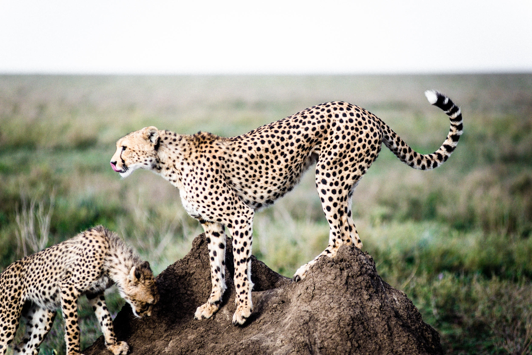 Kichakani-Serengeti-Camp-cheetah