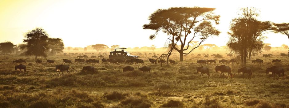 A safari vehicle is surrounded by wildebeest moving through golden grasslands at sunrise in the Serengeti