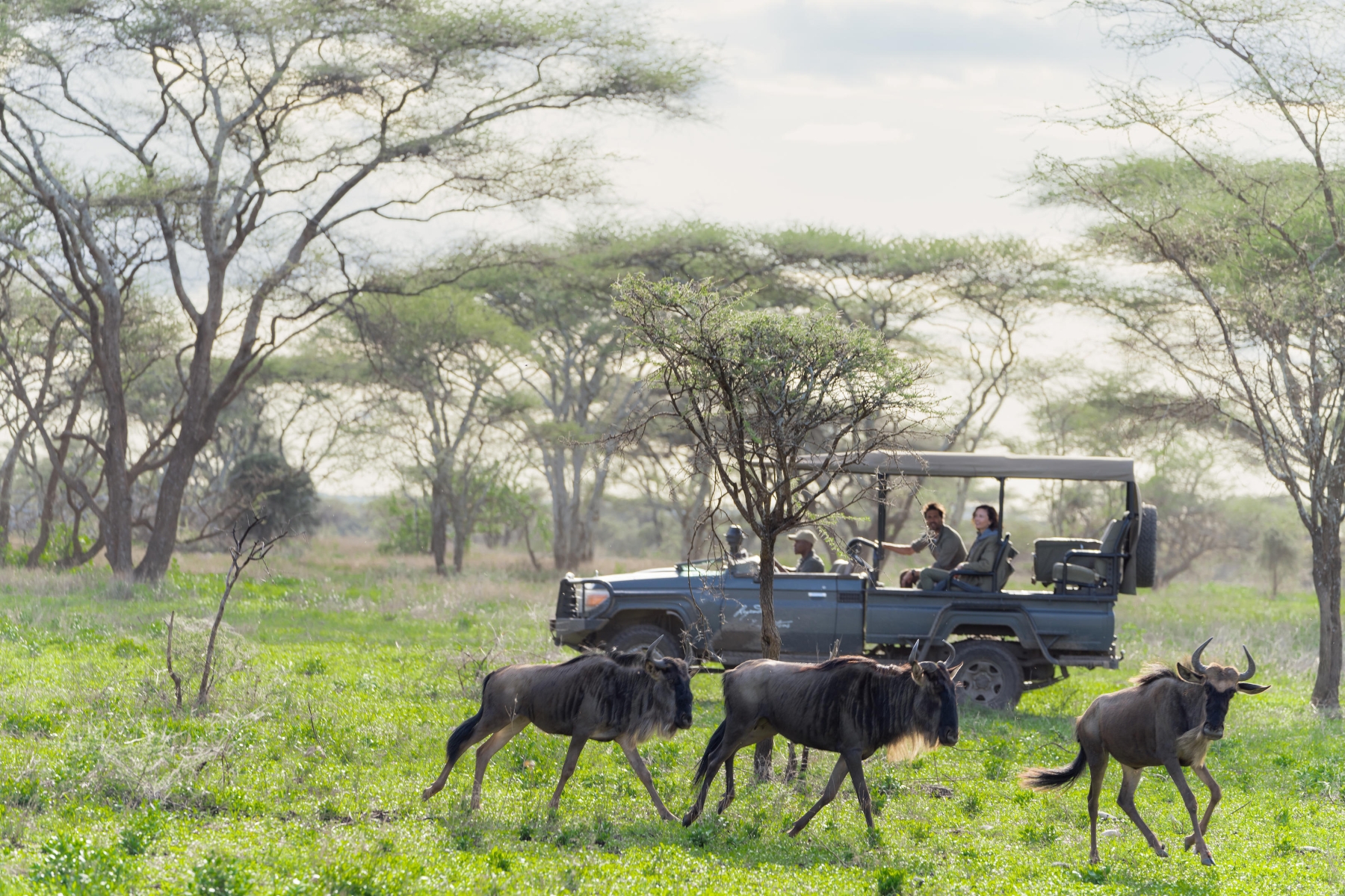 Songa-Migrational-Camp Three wildebeest graze and walk through green grass as a safari vehicle with guests watches nearby under a canopy of flat-topped trees
