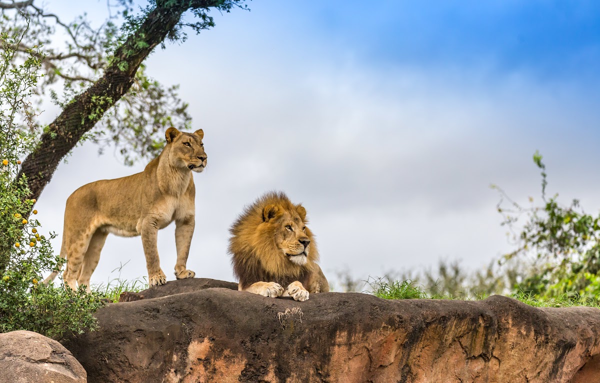 female-and-male-lion-view A male and female lion rest alertly atop a rocky outcrop, surrounded by green foliage under a soft, cloudy sky