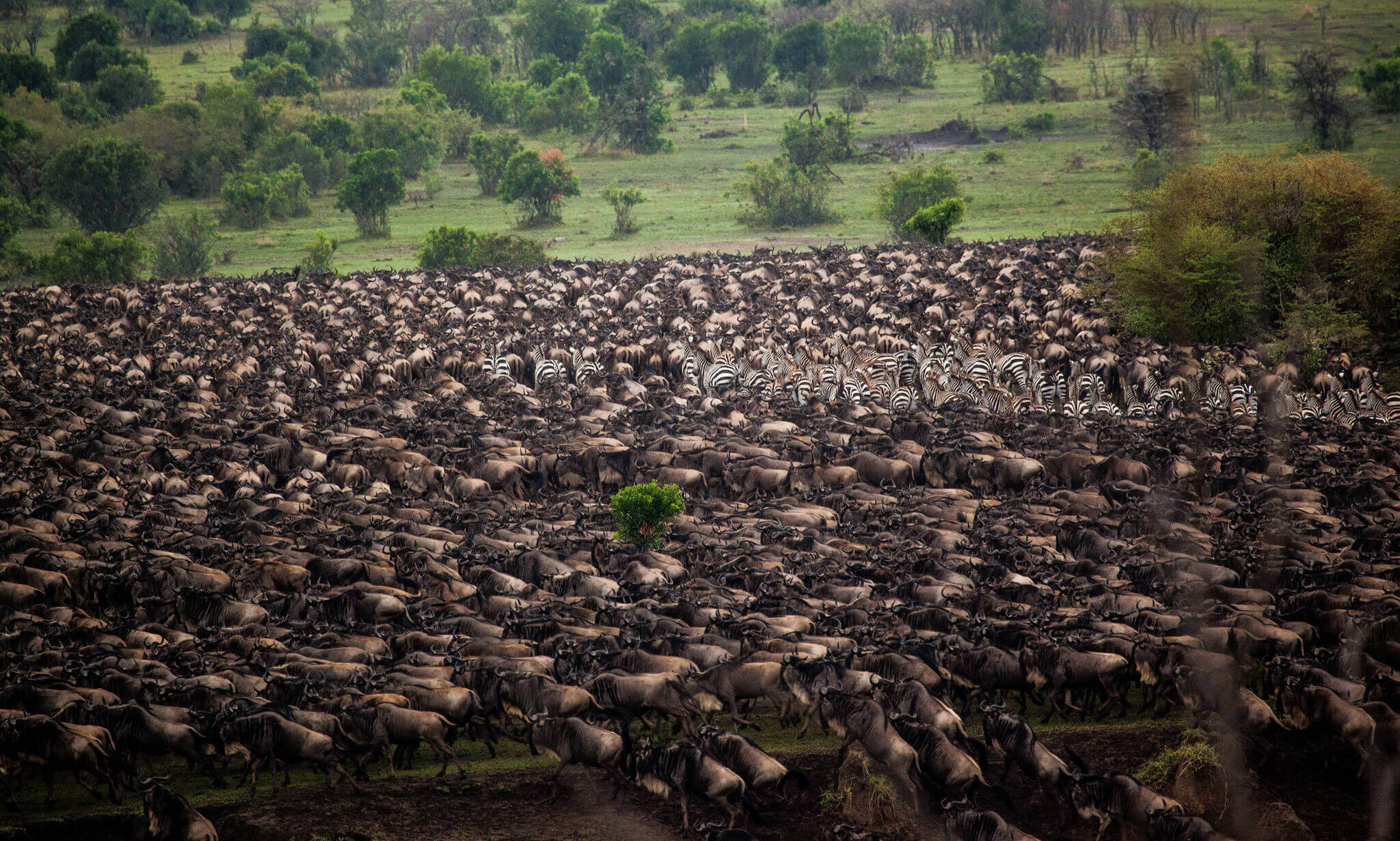 sayari-camp-views-migration-01 The Great Migration
