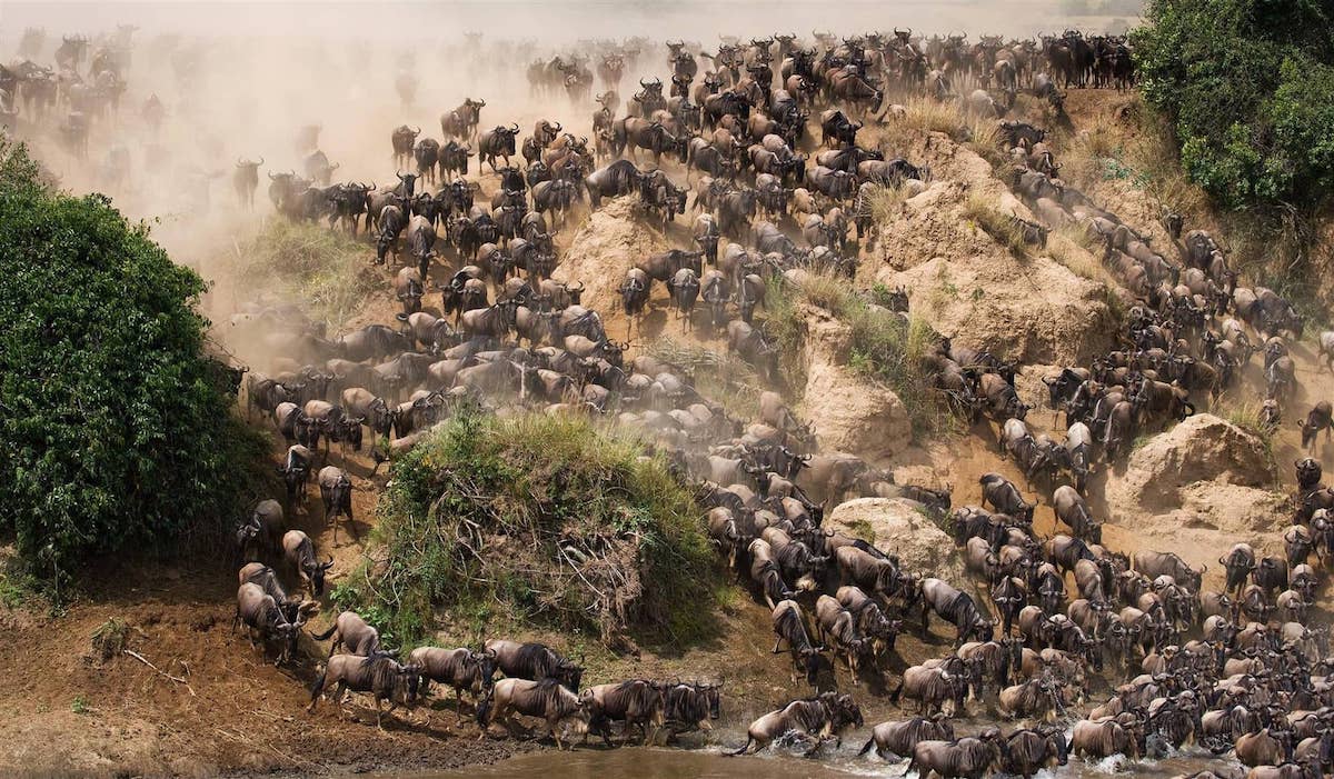 wildebeest-great-migration-tanzania.jpg1 Hundreds of wildebeest charge down a dusty embankment toward a river in a chaotic mass during a Great Migration crossing