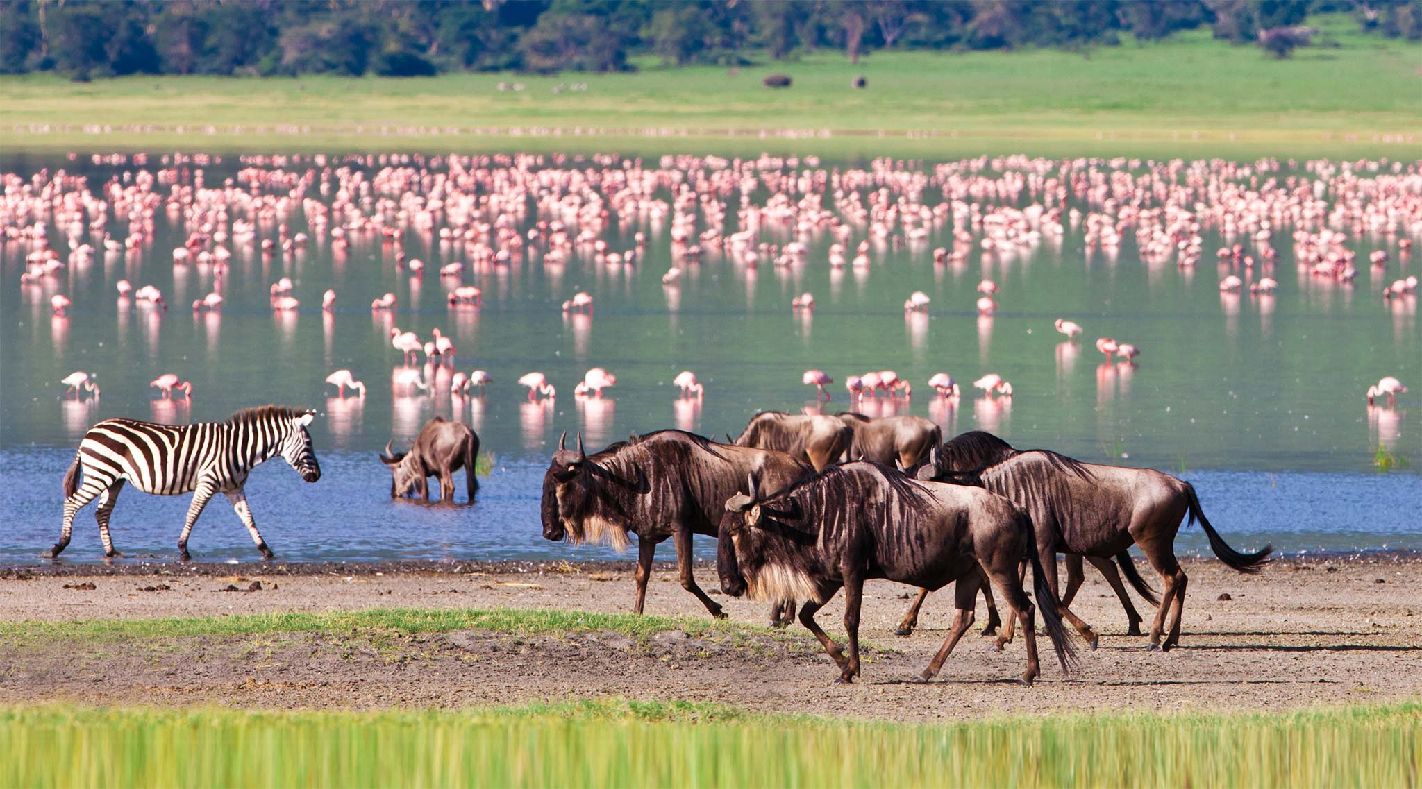 zebra-wildebeest-and-flamingos-spotted-at-ngorongoro-crater-tanzania A group of wildebeest and a zebra walk past a lake filled with thousands of flamingos in Tanzania’s lush green season
